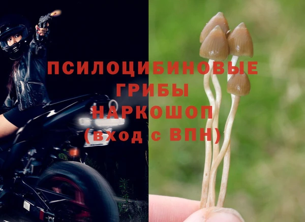 шишки Белоозёрский